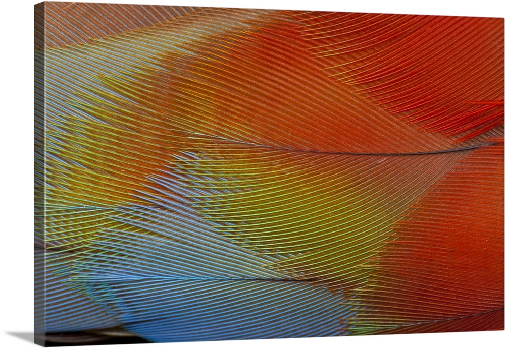 Hawk-headed parrot feathers.