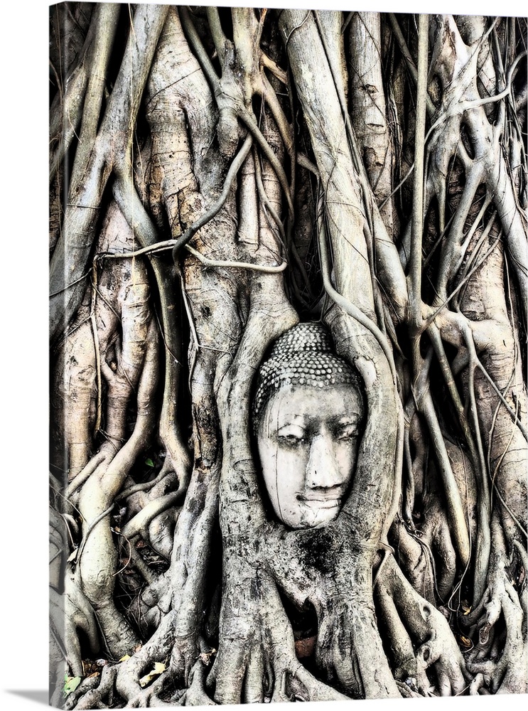 The head of the sandstone buddha image in roots of bodhi tree in Ayutthaya,Thailand.