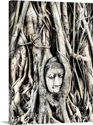 He Head Of The Sandstone Buddha Image In Roots Of Bodhi Tree, Ayutthaya,Thailand