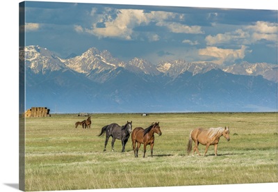 Heard of horses in hayfield, San Luis Valley