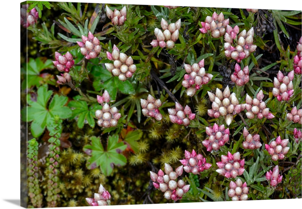 Helichrysum meyeri-johannis. Bale Mountains National Park. Ethiopia.