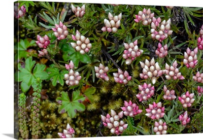 Helichrysum meyeri-johannis. Bale Mountains National Park. Ethiopia.