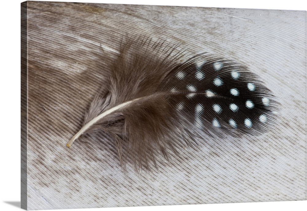 Helmeted Guinea fowl feather on Egyptian goose feather.