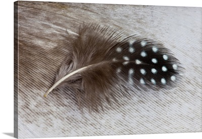 Helmeted Guinea fowl feather on Egyptian goose feather