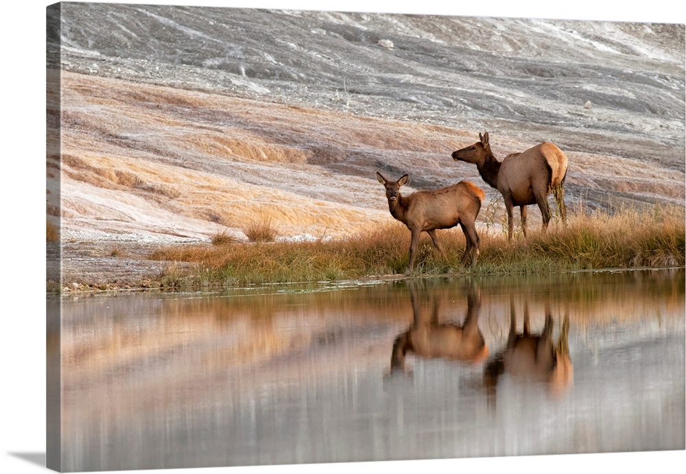 Herd of Elk and reflection, Canary Spring, Yellowstone National Park, Montana/Wyoming