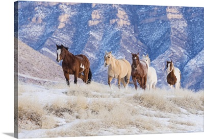 Herd Of Horses Running In Snow, Cowboy Horse Drive On Hideout Ranch, Shell, Wyoming