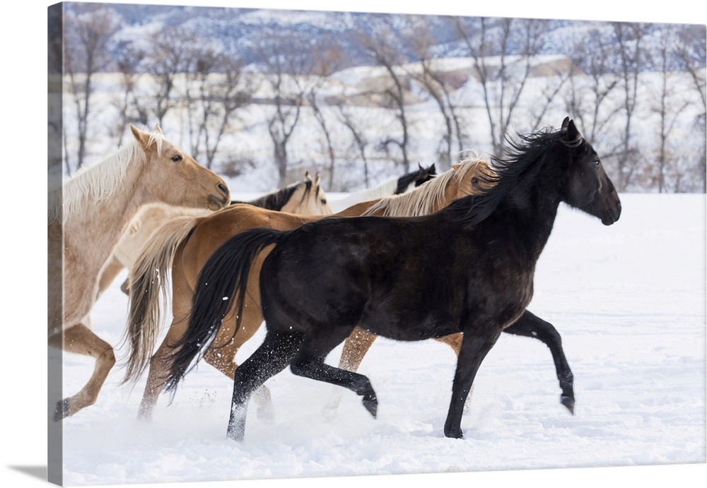 Cowboy horse drive on Hideout Ranch, Shell, Wyoming. Herd of horses running in snow.