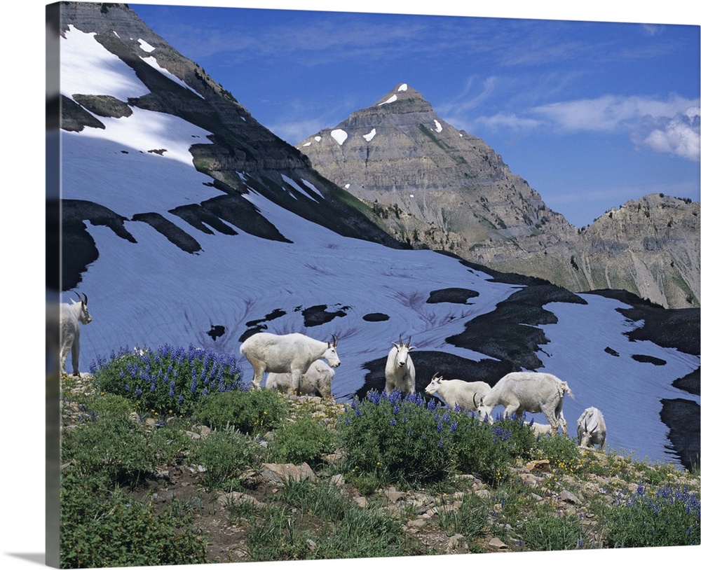 Herd of Mountain Goats (Oreamnos americanus) feed on first Lupine of the year.  Mt. Timpanogos Wilderness, Utah.