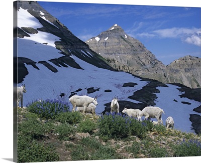 Herd of Mountain Goats feed on first Lupine of the year. Mt. Timpanogos Wilderness, Utah