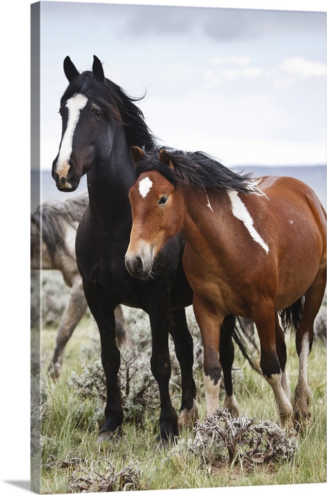 Wild horses (Equus caballus) in herd at Cody, Wyoming, USA.