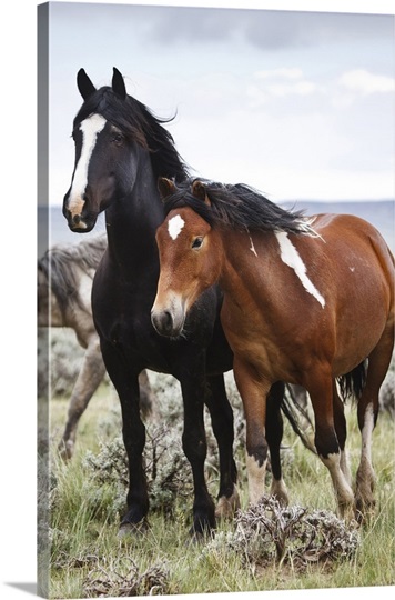 Herd of wild horses in Cody, Wyoming Photo Canvas Print | Great Big Canvas