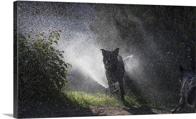 Herding Dogs At Play In Water