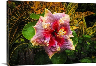 Hibiscus flower, Kona Coast, Big Island, Hawaii
