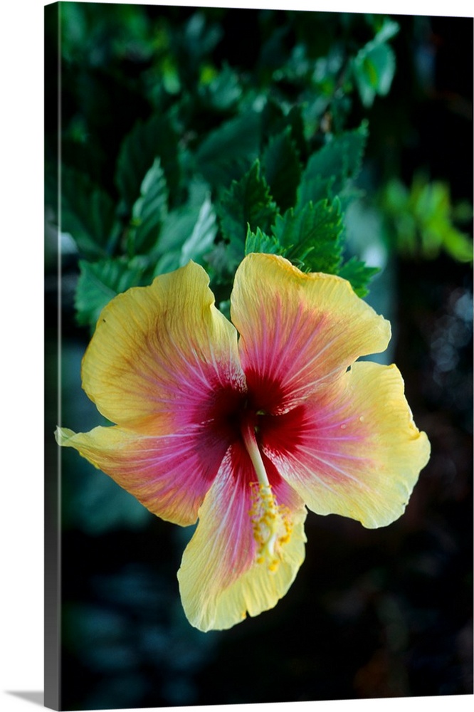 Hibiscus Flower Beads 12mm - Fuchsia & Yellow - Island Cove Beads & Gallery