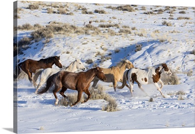 Hideout Ranch, Shell, Wyoming, Herd Of Horses Running In Winters Snow