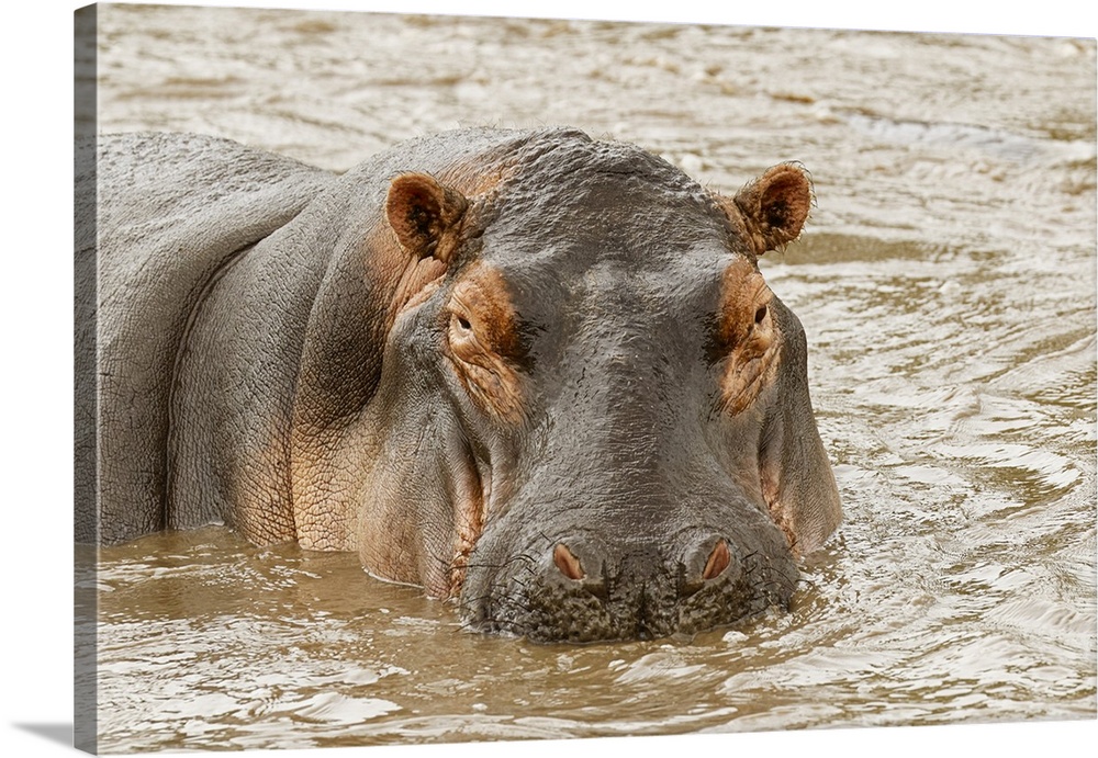Hippopotamus, hippopotamus amphibius, Serengeti national park, Tanzania, Africa.