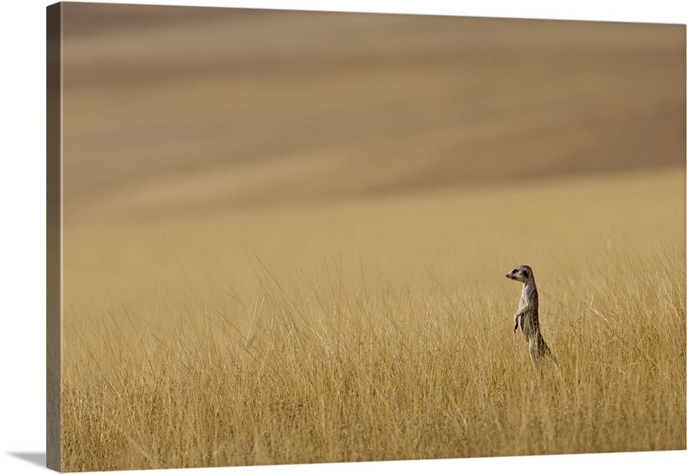 Hoarusib Valley, Namibia. Africa. A Meerkat stands tall in the prairie grass.