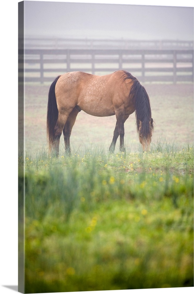 Horse grazes in mist near fence, Powhatan, Virginia, United States.