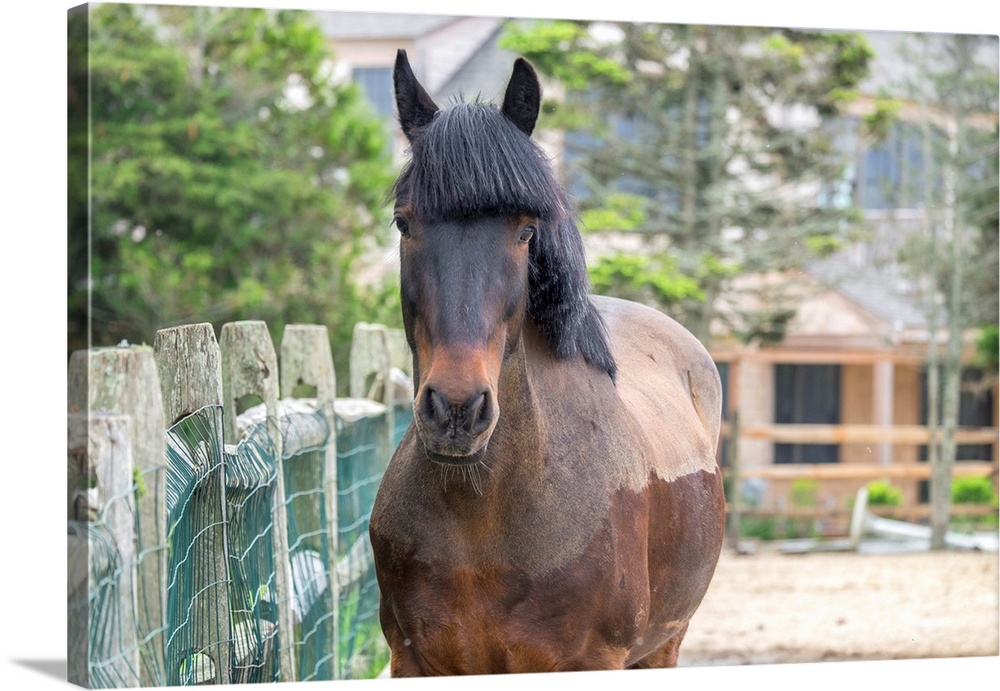 Horse, Madaket, Nantucket, Massachusetts, USA