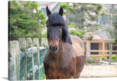 Horse, Madaket, Nantucket, Massachusetts, USA