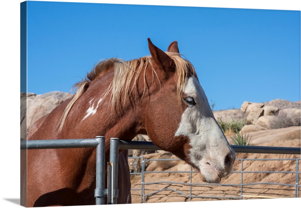 Horse posing