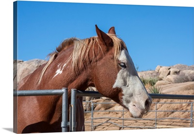 Horse posing