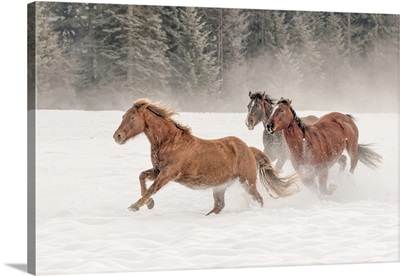 Horse roundup in winter, Kalispell, Montana-Equus ferus caballus