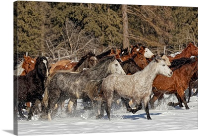 Horse roundup in winter, Kalispell, Montana-Equus ferus caballus