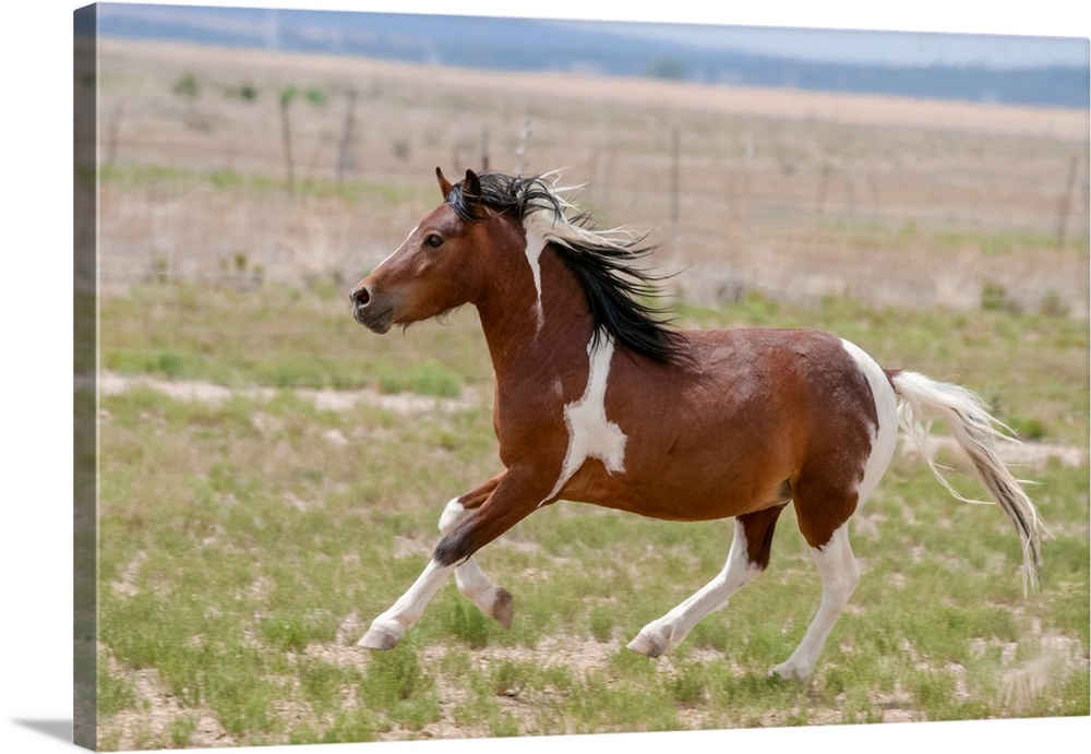 Horse Running.