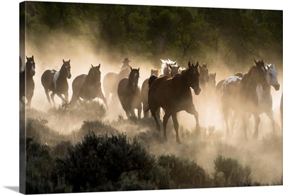 Horses Being Herded By A Wrangler, Backlit At Sunrise