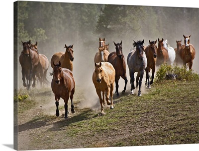 Horses running during roundup, Montana