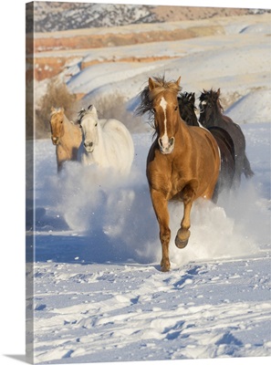 Horses Running In Snow, Cowboy Horse Drive On Hideout Ranch, Shell, Wyoming