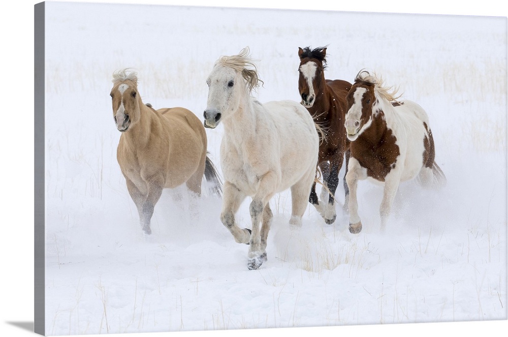 Cowboy horse drive on Hideout Ranch, Shell, Wyoming. Herd of horses running in snow.