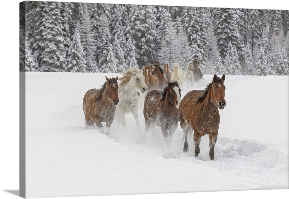 Horses running through fresh snow during roundup, Kalispell, Montana.