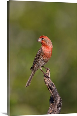 House Finch (Carpodacus Mexicanus) Male Perched