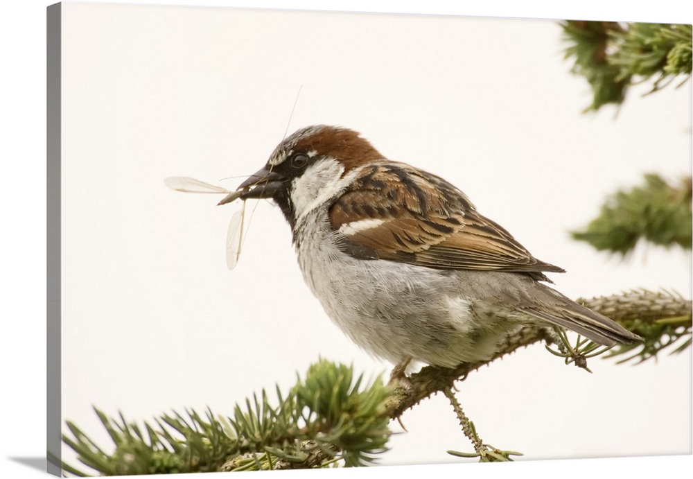 George Reifel Migratory Bird Sanctuary, British Columbia, Canada. House sparrow sitting on a branch eating an insect.