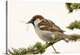 image thumbnail of George Reifel Migratory Bird Sanctuary, British Columbia, Canada. House sparrow sitting on a branch eating an insect.