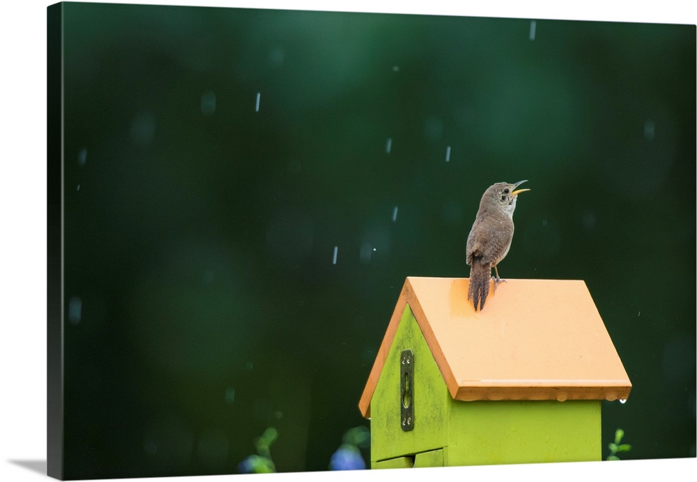 House Wren (Troglodytes aedon) male singing in the rain on nest box. Marion Co., IL