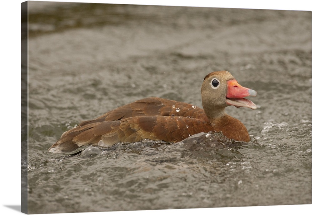 USA, North America, Texas. Black-Bellied Whistling Duck (Dendrocygna Autumnalis) Swimming With An Open Beak Quacking In An...