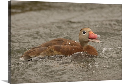 Houston, Texas, USA, Black-Bellied Whistling Duck Swimming In An Urban Lake