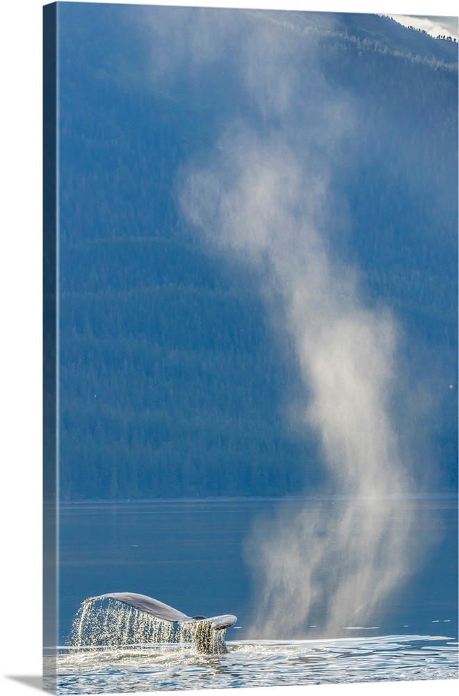 USA, Alaska, Tongass National Forest. Humpback whale dives after spouting on surface.