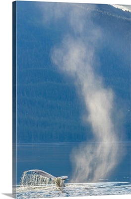 Humpback Whale Dives After Spouting On Surface, Tongass National Forest, Alaska