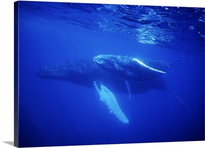 Humpback Whale, mother and baby underwater, Caribbean, Dominican Republic