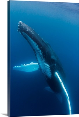 Humpback Whale, Silver Bank, Dominican Republic