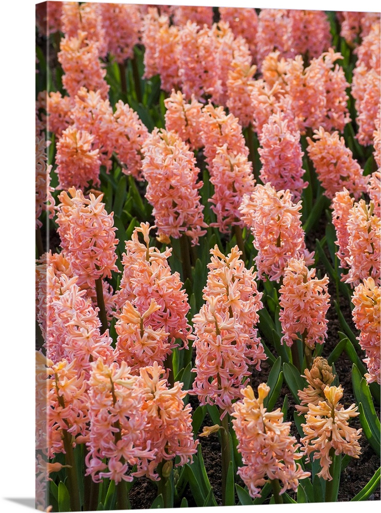 Hyacinth in bloom.