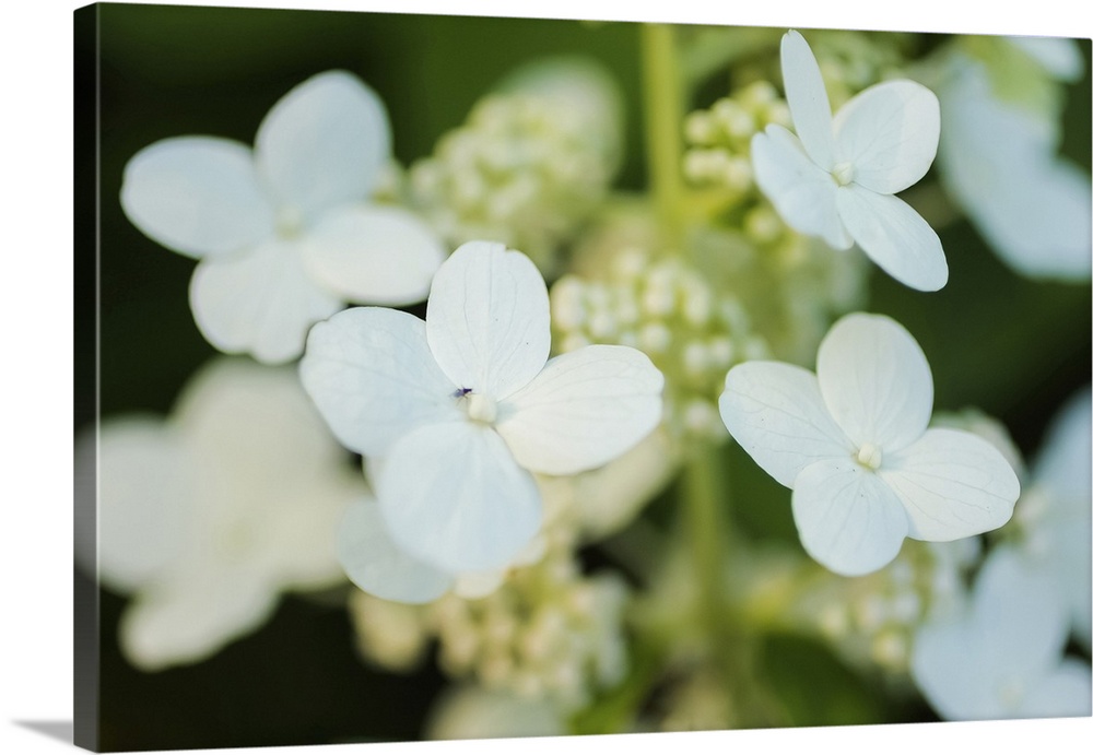 Hydrangea bloom