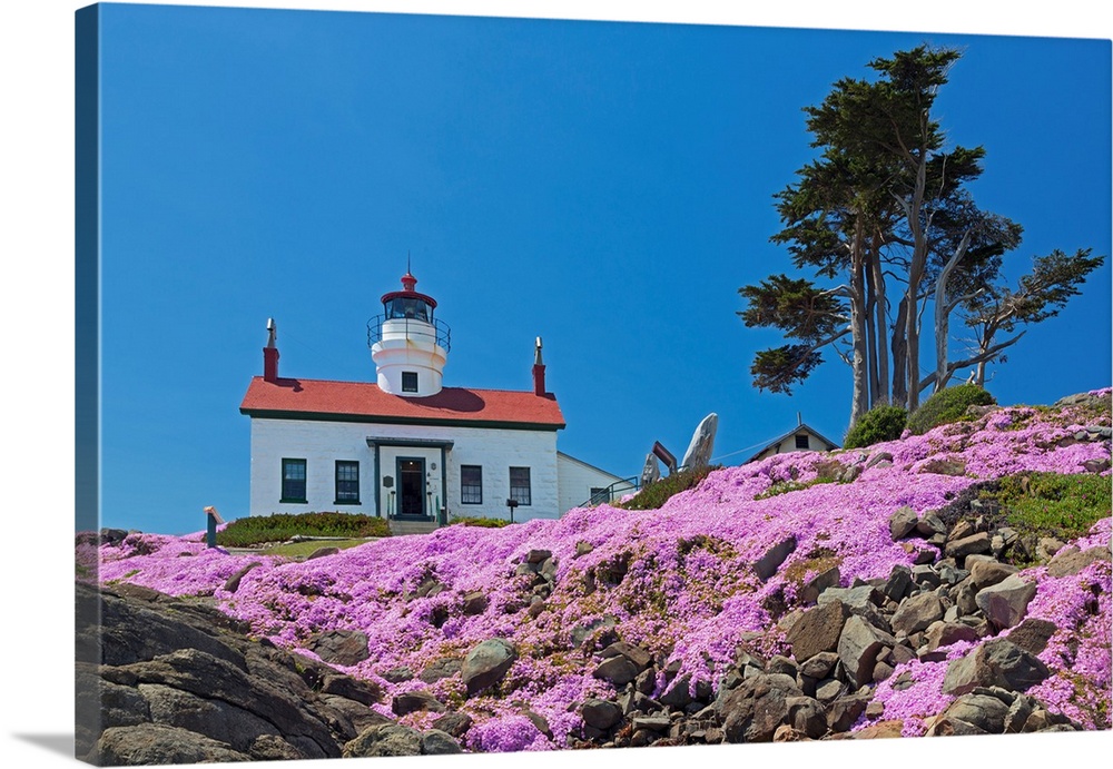 CA, Crescent City, Battery Point Lighthouse, Ice Plants in full bloom.