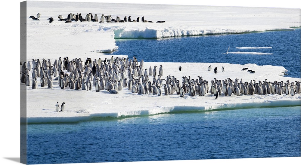 Ice Shelf, Antarctica. Emperor Penguin chicks at the edge of an ice shelf..