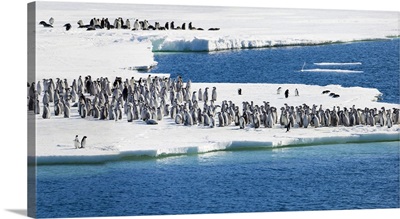 Ice Shelf, Antarctica, Emperor Penguin chicks at the edge of an ice shelf