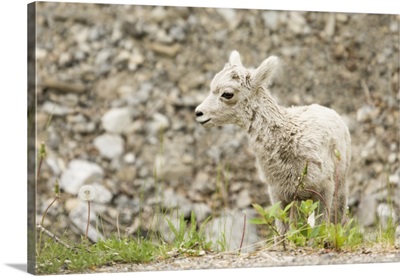 Icefields Parkway, Jasper National Park, Alberta, Canada, Baby Bighorn Sheep